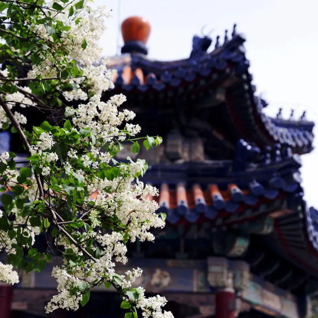 Temple of Heaven Park 🌼🏛️