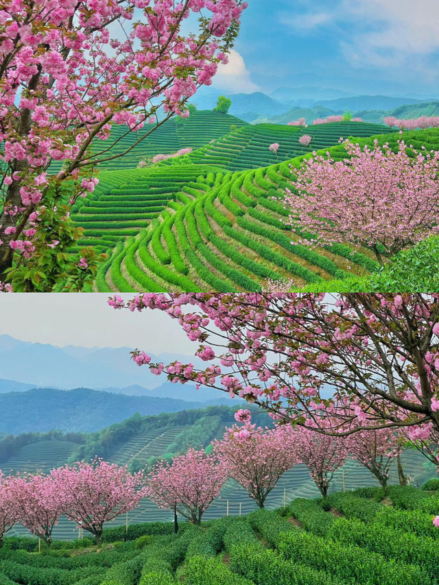 杭州賞花好去處，上春山被寫實了