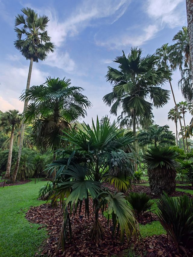 新加坡植物園