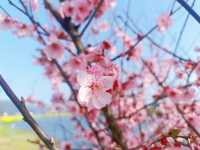 Floral 🌸 Wonderland in Longgang City