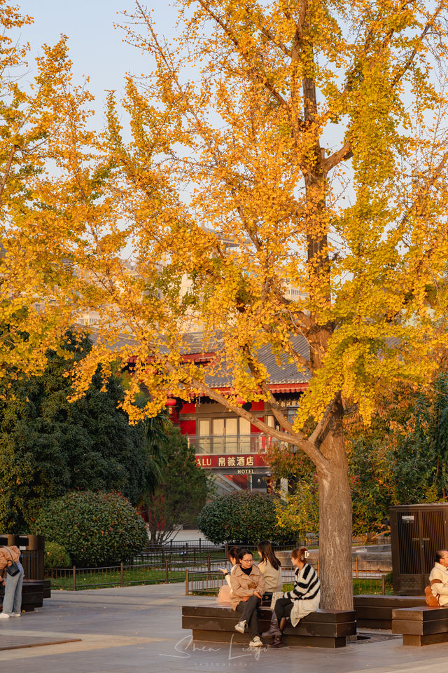 Strolling through history, experiencing the charm of Tang Dynasty architecture in Xi'an | Big Wild Goose Pagoda