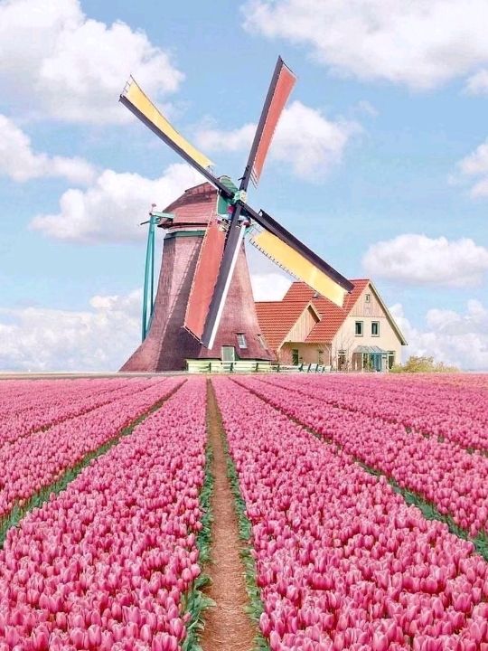 World's Most Beautiful Spring Blossoms🌸🇳🇱