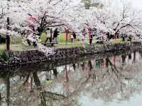 Ogi Hanami Happienes