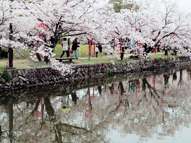 Ogi Hanami Happienes