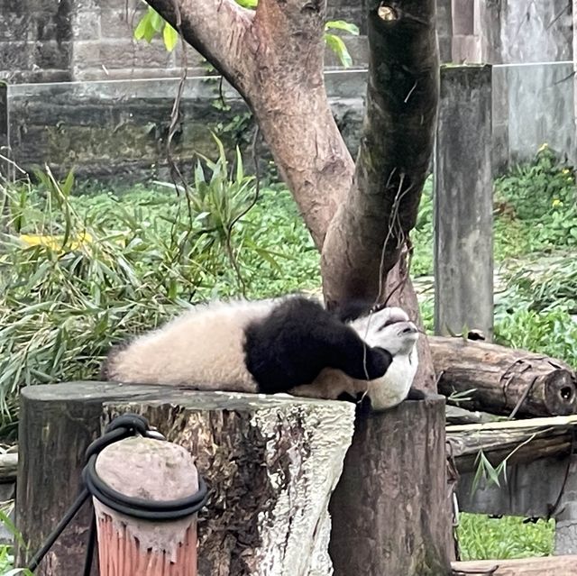 Spend a morning in Chong Qing zoo 