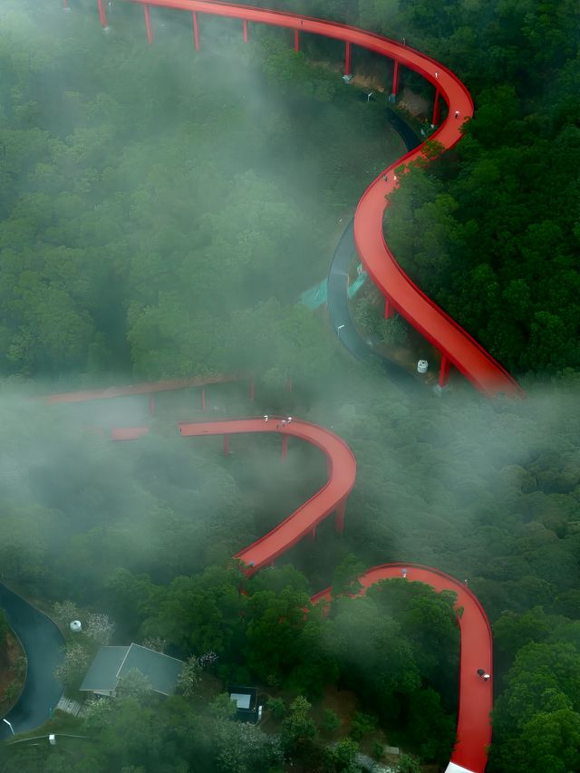 深圳適合徒步的公園，像藏在森林裡的紅絲帶