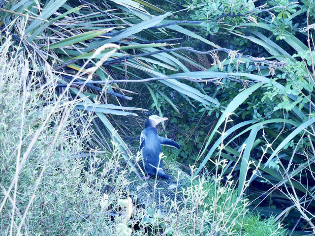 🇳🇿奧塔哥半島｜近距離接觸·企鵝海獅海豹海鳥一次get！