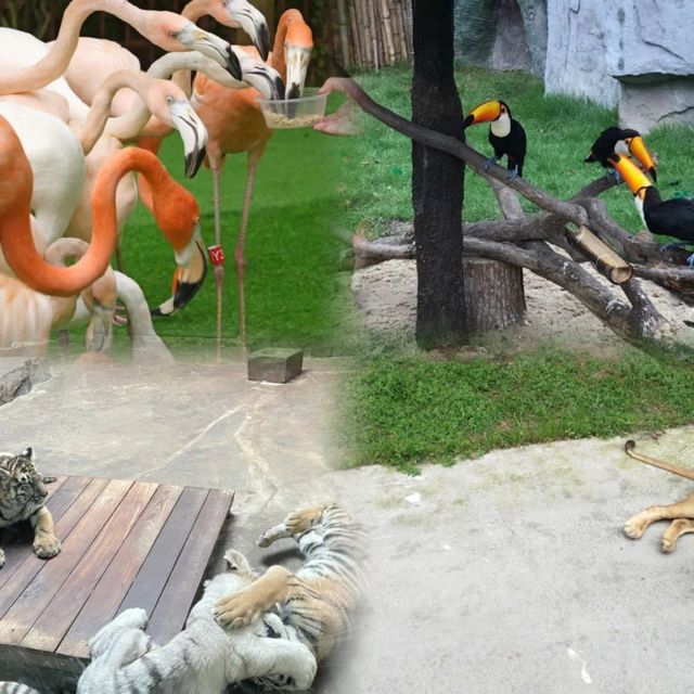 上海野生動物園超實用攻略