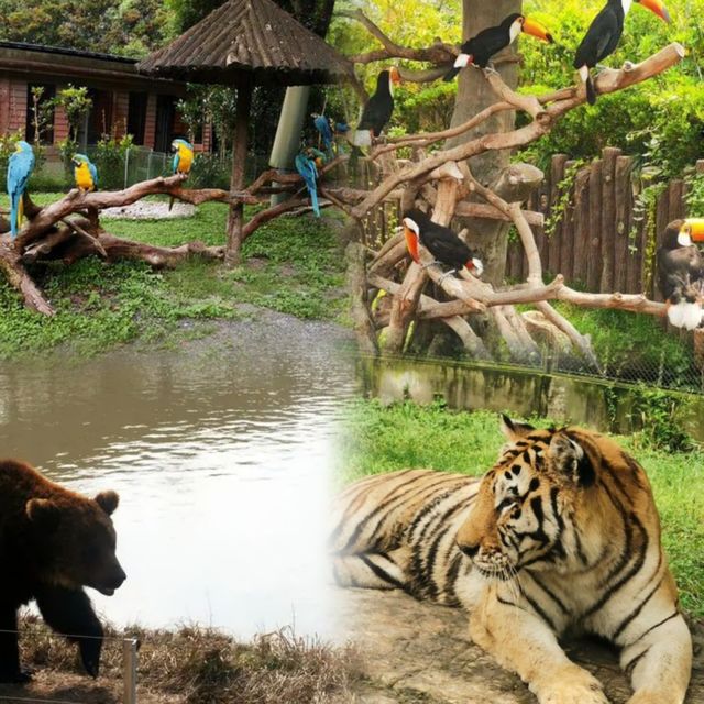 上海野生動物園超實用攻略