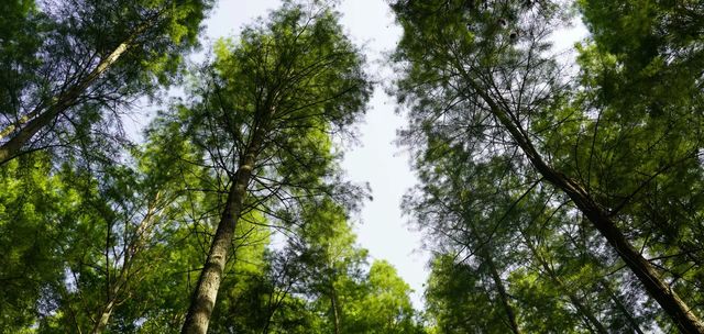 靖州牙排山森林公園