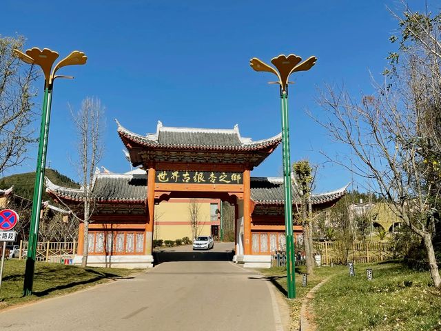 世界古銀杏之鄉|妥樂古銀杏