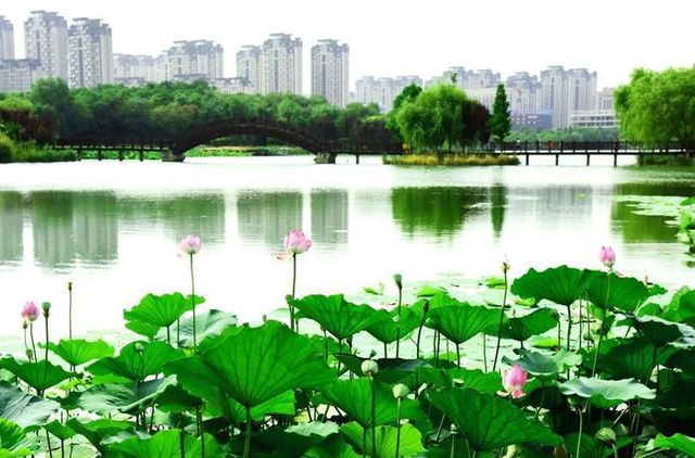 阜陽市潁東區岳家湖公園～荷花綻放
