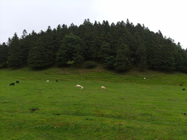 仙女山國家森林公園，仙山畫境......是年青人夢想的地方。