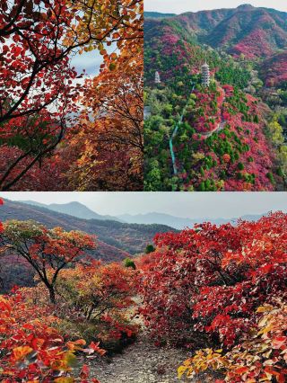 놓치면 1년을 기다려야 합니다 | 지난 홍엽곡이 너무 아름다워 숨이 막힙니다