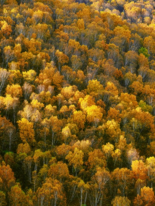 秋日濃度播報｜這是我花150元看到的風景。