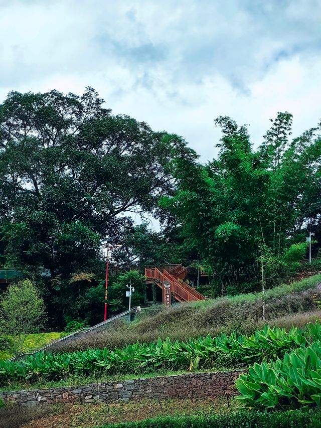 哀牢山谷‧無量景東！。