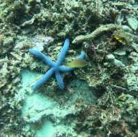 Under the sea at Doljo Beach