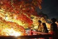 日本新潟彌彦公園：秋日紅葉的夢幻詩篇||日本新潟的彌彦公園，以其秋季的紅葉谷而聞名，當秋風輕拂過。