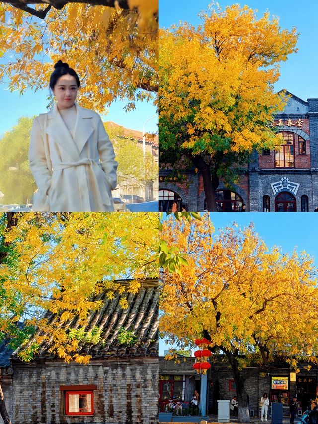 北京|五四大街葉子漸漸黃了。 北京|五四大街葉子漸漸黃了。