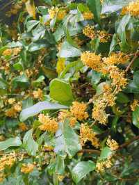 滿園桂雨！一起去尋覓那「桂花味」的秋天。