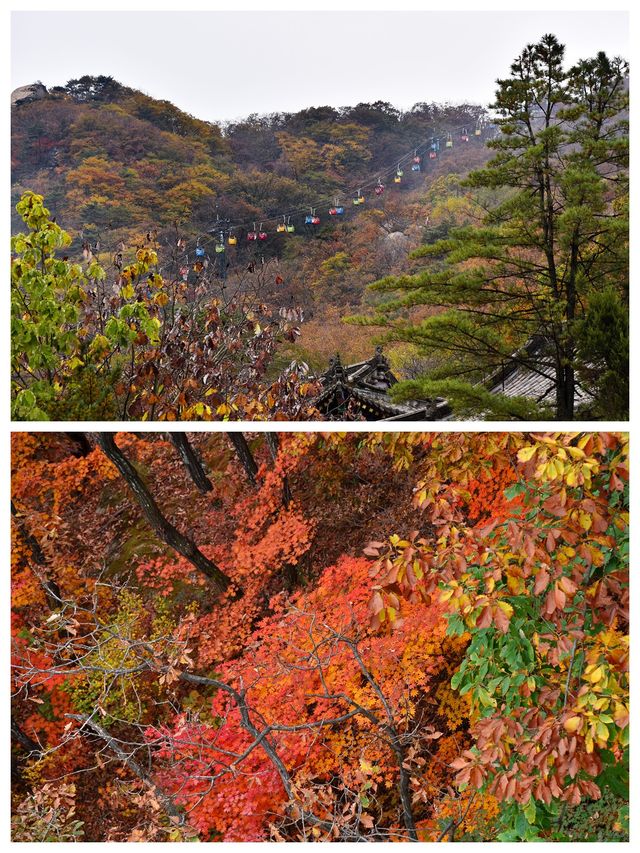 丹東鳳城鳳凰山，秋賞紅葉漫山遍野，層林盡染色彩斑斕。