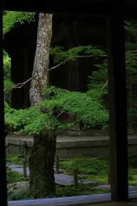 叡山電鐵「瑠璃光院」的途中可以去|蓮華寺。