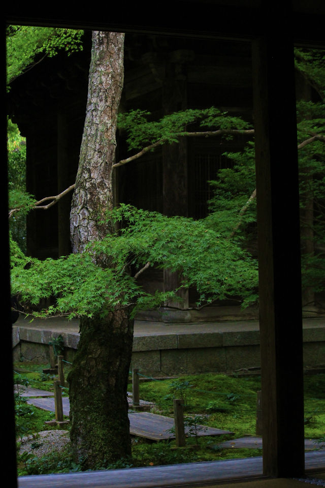 叡山電鐵「瑠璃光院」的途中可以去|蓮華寺。