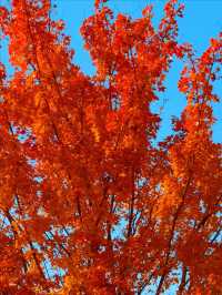 11月5日實況 紫竹院紅葉已全面登場。