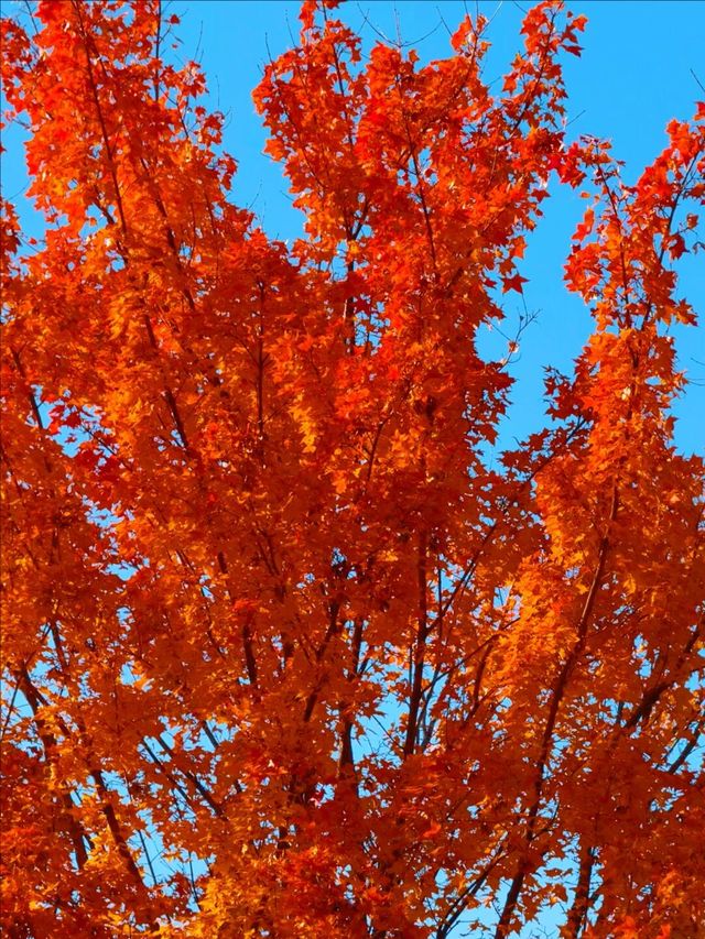 11月5日實況 紫竹院紅葉已全面登場。