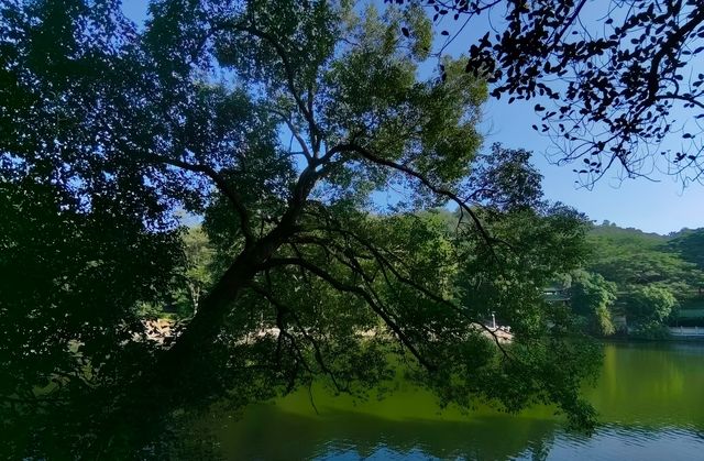 東莞旗峰公園秋日漫步一定要來這地方。
