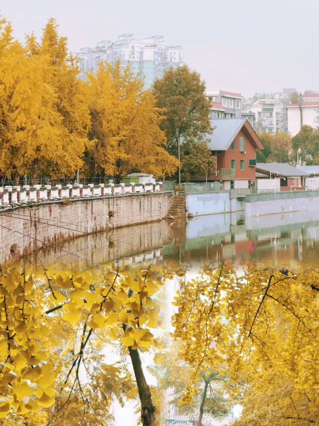 Chengdu Ginkgo Trees, Jinli West Road.