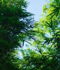 8公里輕鬆徒步：平湖生態園至甘坑古鎮。