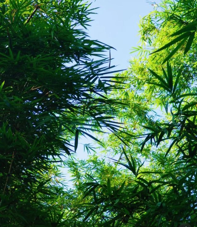 8公里輕鬆徒步：平湖生態園至甘坑古鎮。