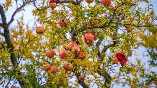 淮北藏了幾百株古石榴樹，照常開花結果，真是太會藏了。