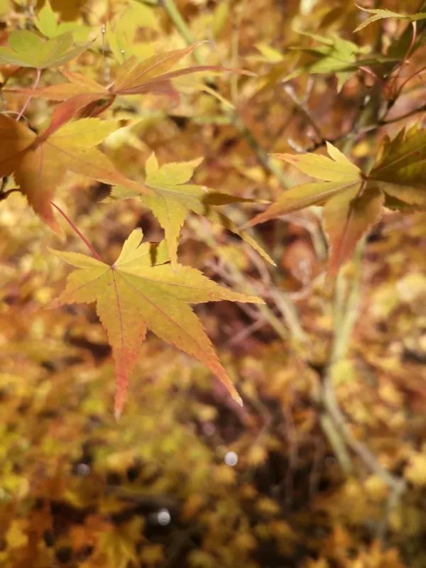 Experience the Enchanting Night Maple at Toji Temple