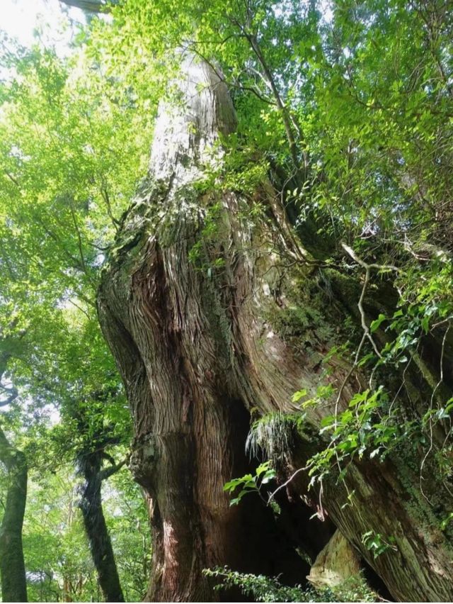 行山秘笈—日本屋久島等你來。