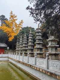 山東泰安普照寺｜這滿地的黃金葉！。