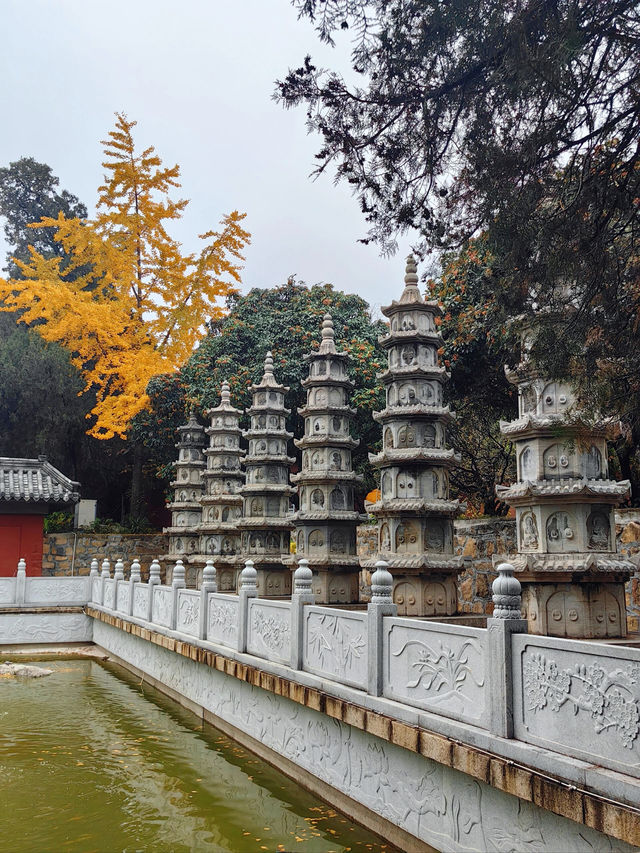 山東泰安普照寺｜這滿地的黃金葉！。