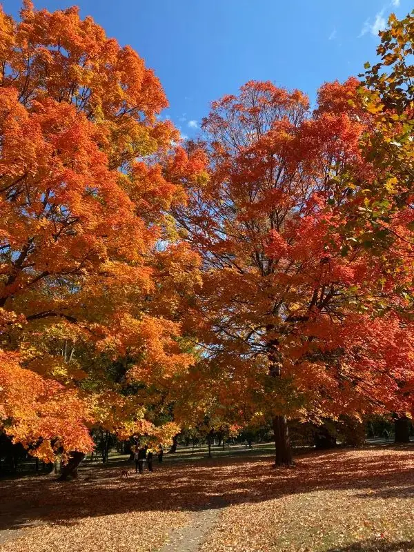 Autumn is the most beautiful season!! 