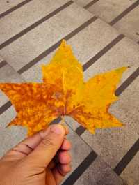 實地探訪初秋的南京頤和路（11月23日）。