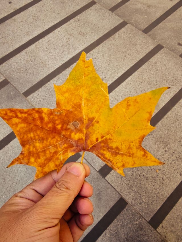 實地探訪初秋的南京頤和路（11月23日）。