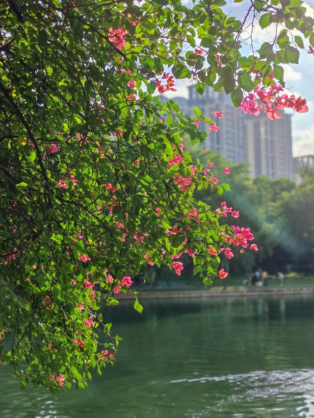 廈門南湖公園。