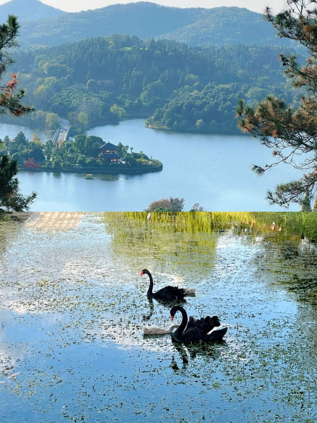 人少小眾的遛娃寶藏景點—嘉興銀杏天鵝湖。 人少小眾的遛娃寶藏景點—嘉興銀杏天鵝湖。