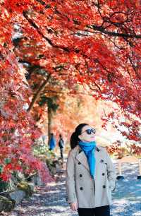 日本長野長圓寺 血紅的楓美極了。