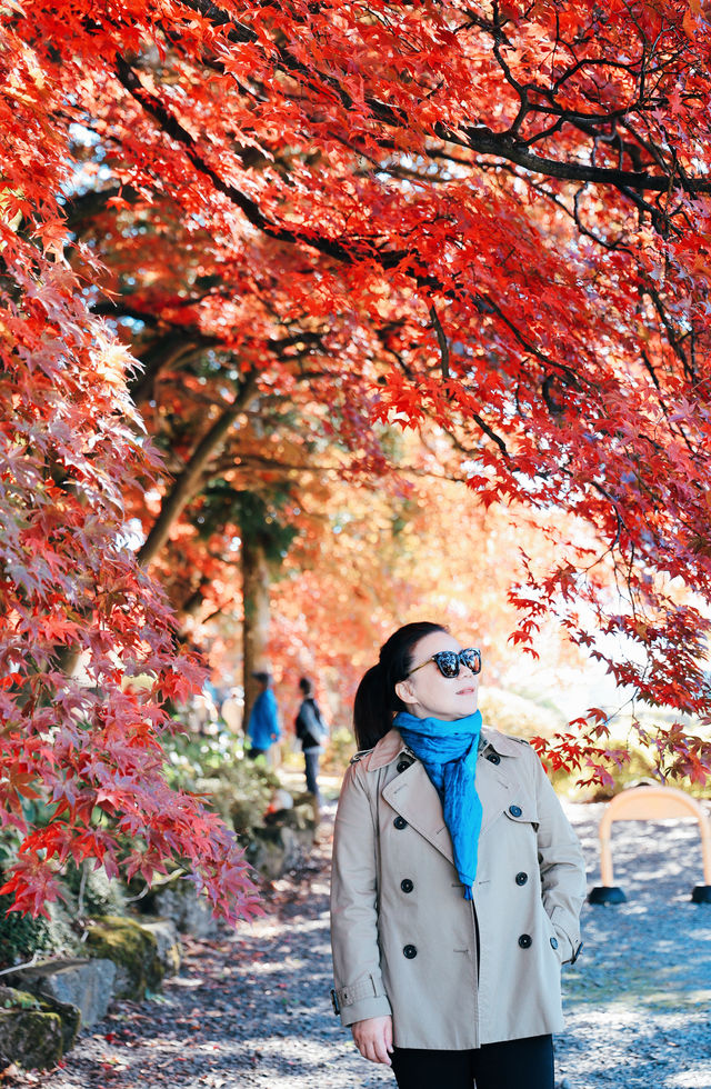 日本長野長圓寺 血紅的楓美極了。