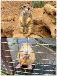 青島森林野生動物世界，萌獸大賞等你來撩。