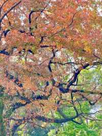 廣州人民公園楓葉手機直拍！真的已經紅了