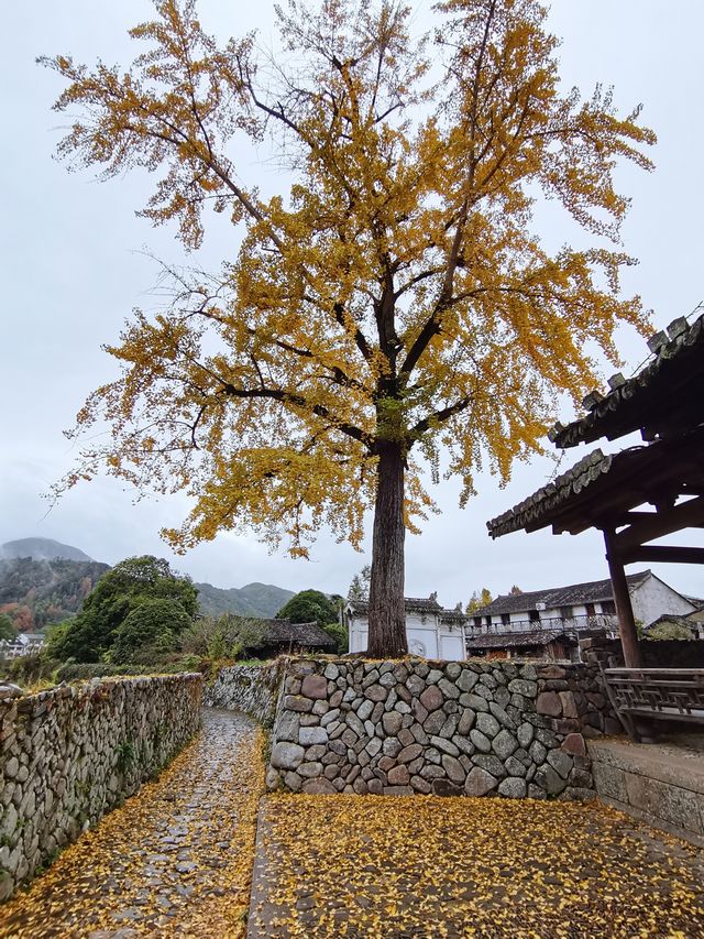 浙南遊4 - 2024年12月6日