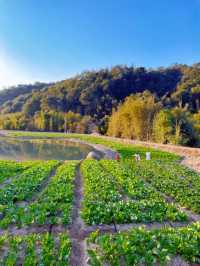 山谷秘境「泉」新體驗