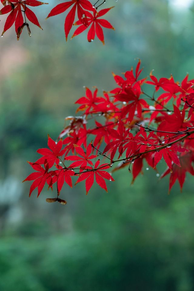 重慶石門公園遊玩